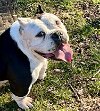 adoptable Dog in frederick, MD named Miss Bea