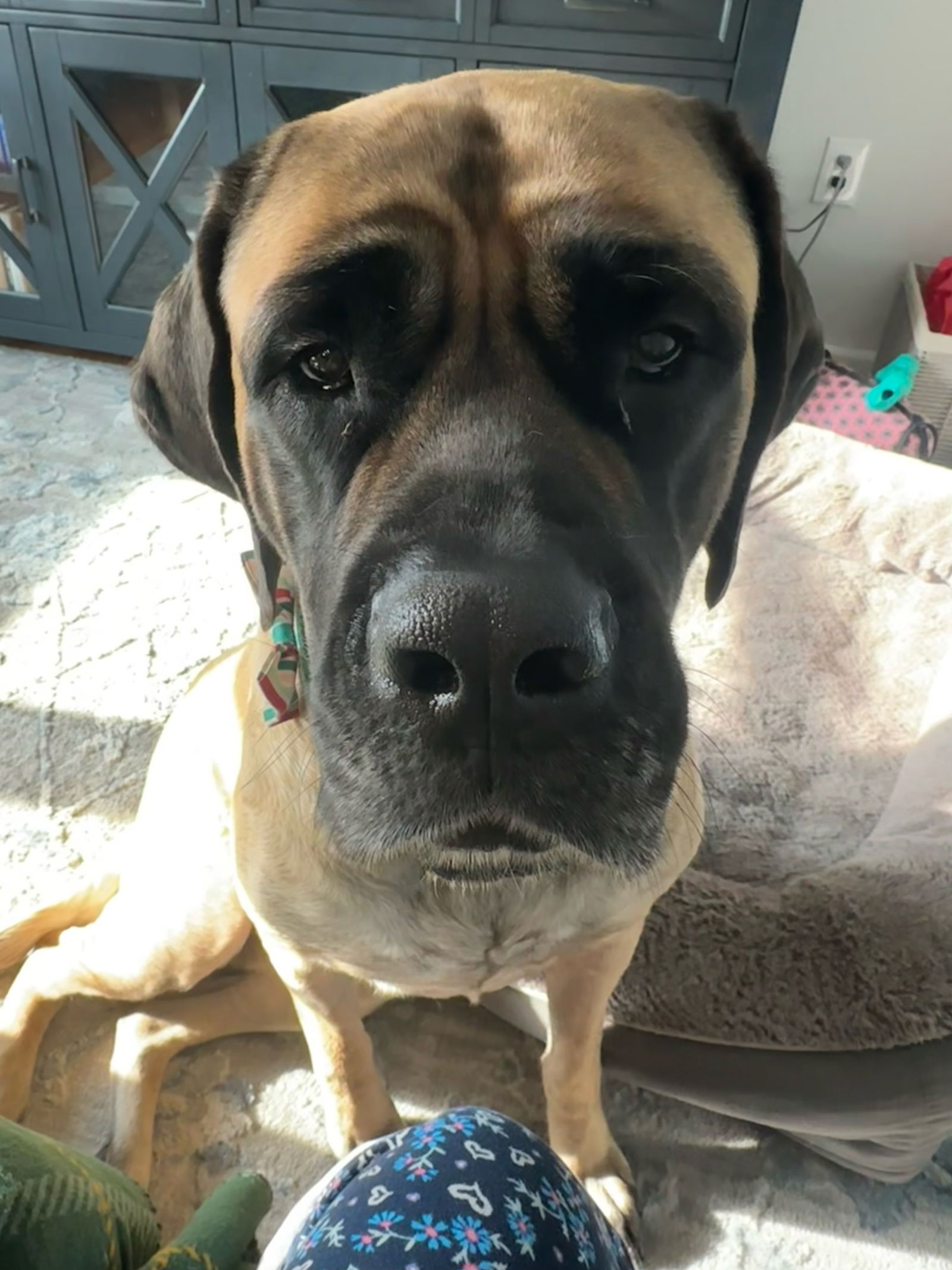 6 month english sales mastiff