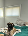 Penelope