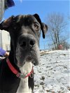 adoptable Dog in martinsburg, WV named Odin