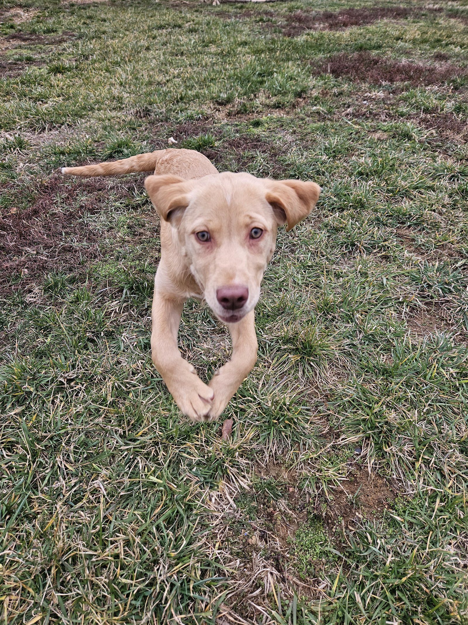 adoptable Dog in Knoxville, MD named Maple
