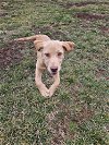 adoptable Dog in  named Maple