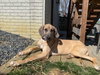 Kimber