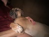 Kimber