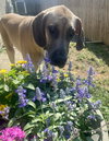 Kimber