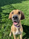adoptable Dog in hanover, PA named Barrett