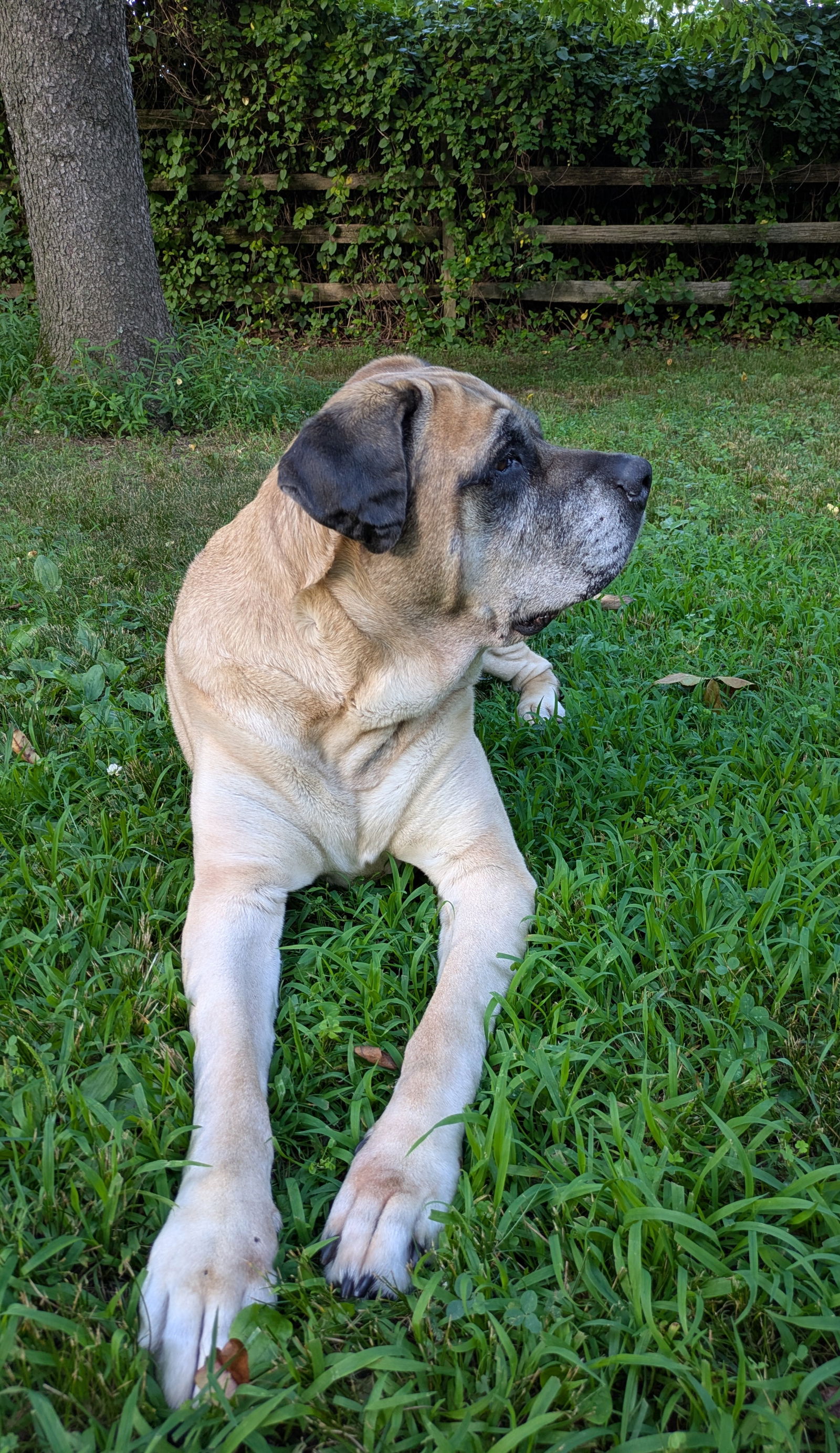 adoptable Dog in Oxford, PA named Izzabella