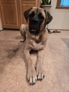 Delilah