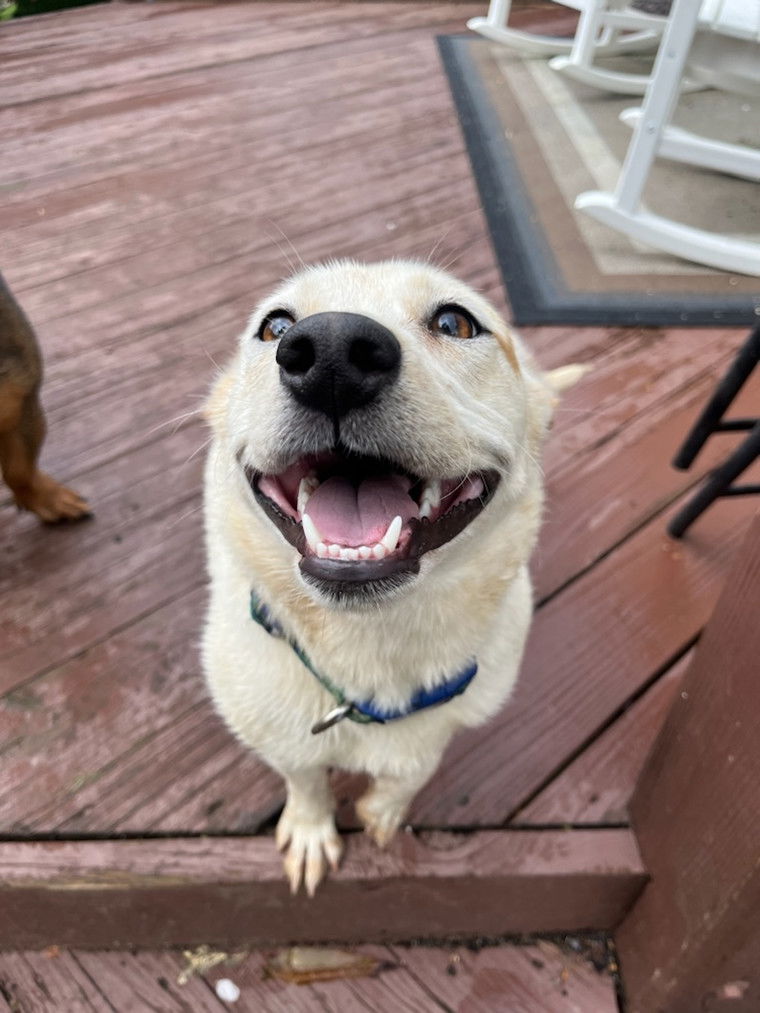 adoptable Dog in Knoxville, MD named Polly Pocket