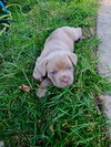 Jasper