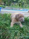 Onyx