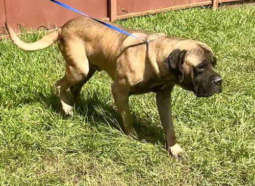 Teddi