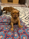 Peaches (DDB Pup)