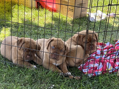 Ryder (DDB Pup)