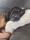 Buddy