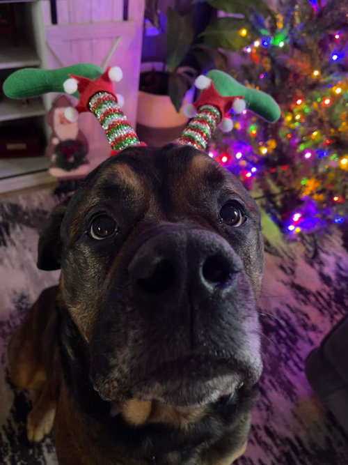 Buddy