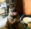 Buddy