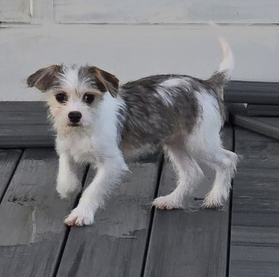 adoptable Dog in Manchester Township, NJ named Rusty (Courtesy Post)