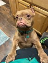 Elliott (Spike)
