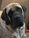 Remington