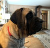 Remington