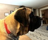 Remington
