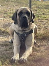 Remington