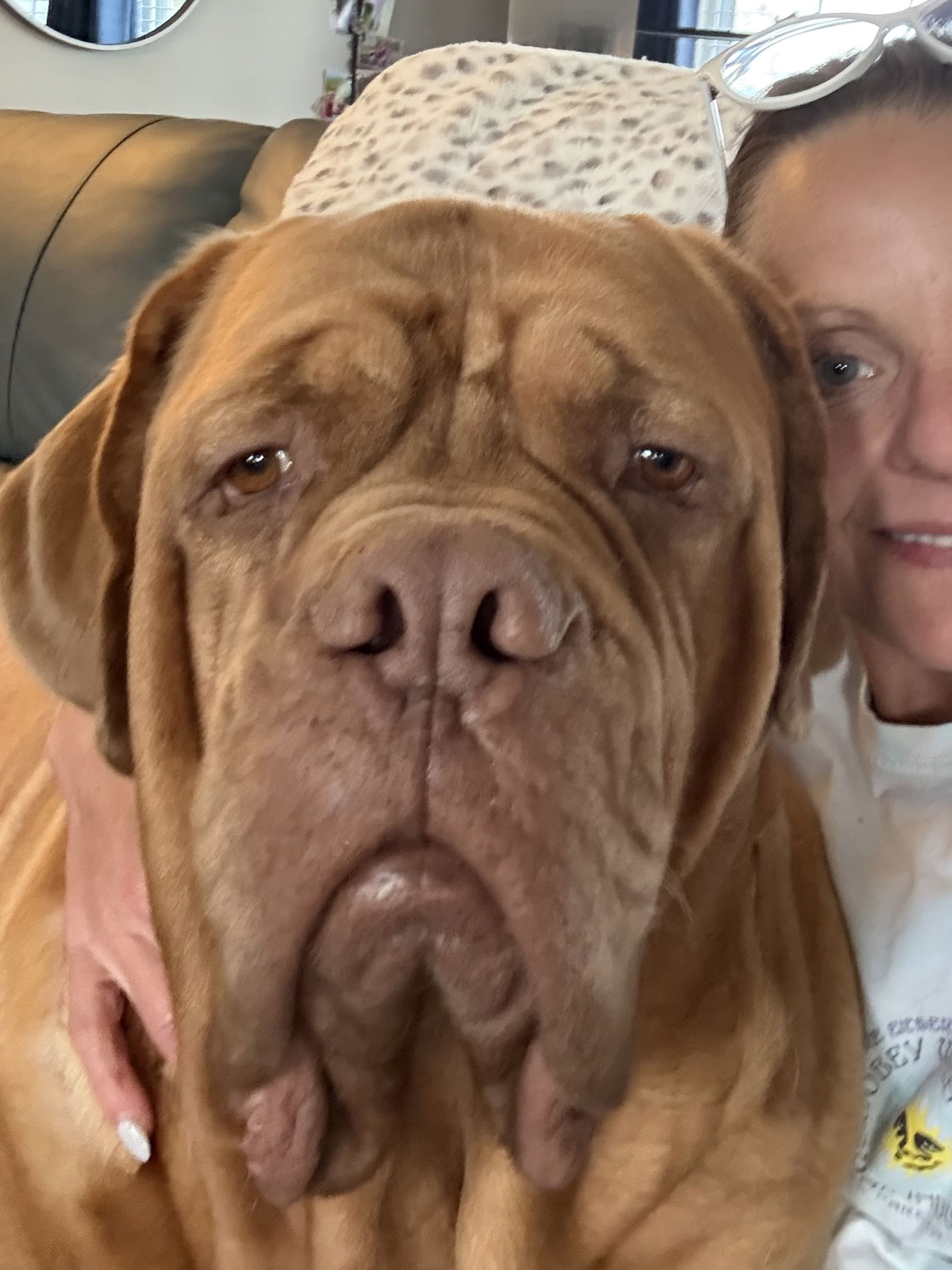 adoptable Dog in Rineyville, KY named Kado