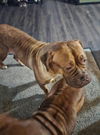 Selene (bonded with Gia)