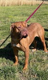 Selene (bonded with Gia)