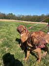 Selene (bonded with Gia)
