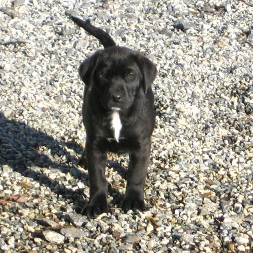 Wally