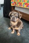 Gizmo (aka McGruff)