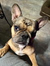 Bella Wella Woo (came into MTM w/Turkey Man Blue)
