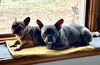 Turkey Man Blue (came into MTM w/Bella Wella Woo)