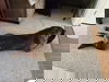 Moose (Mastiff)