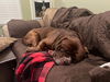 Moose (Mastiff)