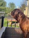 Moose (Mastiff)