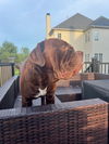 Moose (Mastiff)