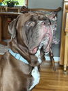 Moose (Mastiff)