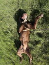 Moose