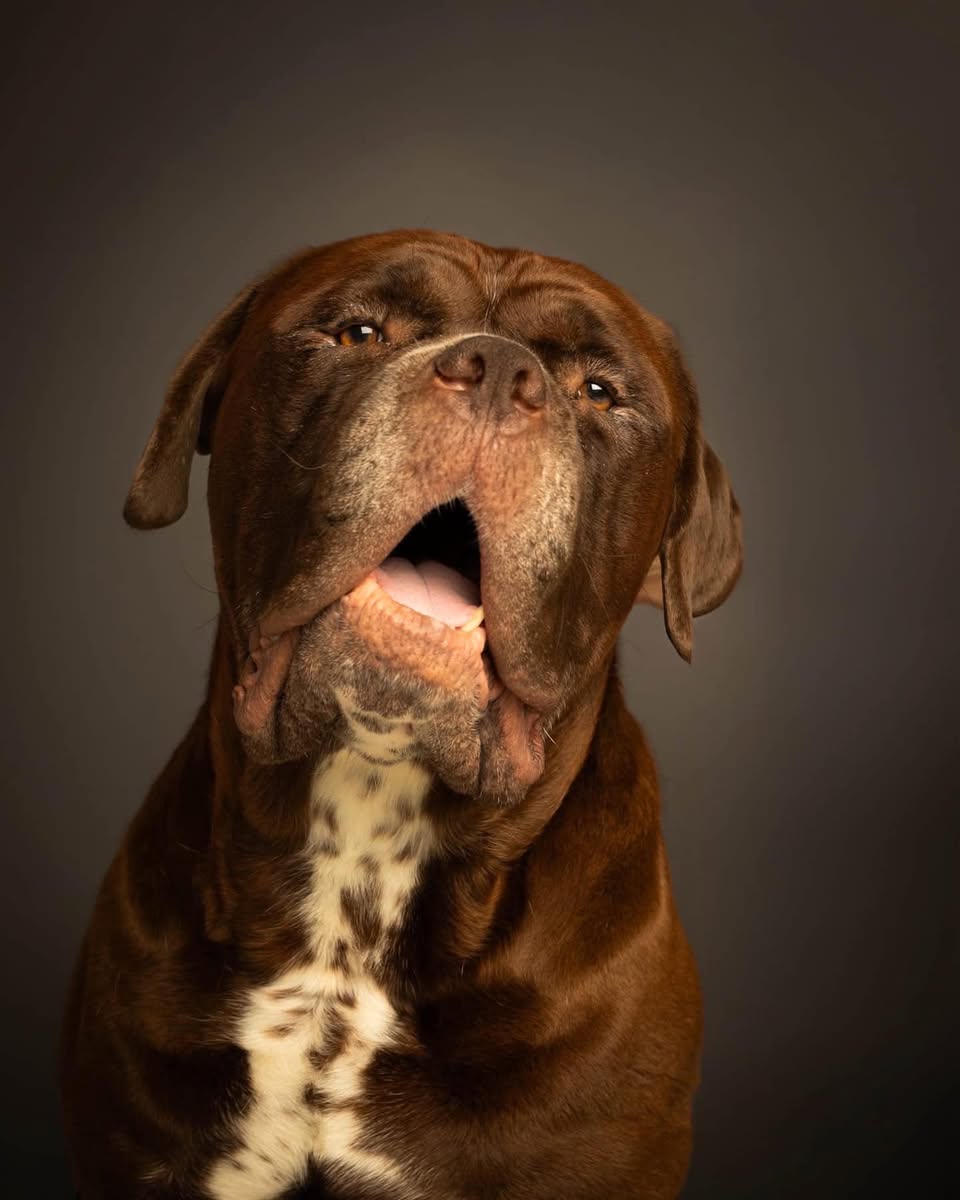 adoptable Dog in Malvern, PA named Moose