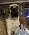 Otis