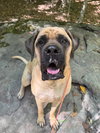 Otis