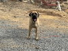 Otis