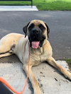 Otis