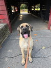 Otis