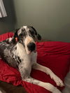 Stella