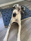 Stella