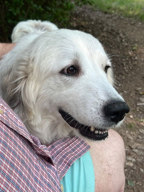 adoptable Dog in Clifton, VA named Bunny